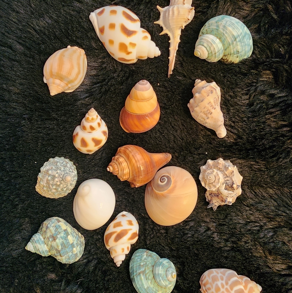 Sea Shells! 16pc, NWT